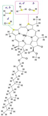 Ilustración 2: estructura química de la molécula de clorofila (a.b,c,d).