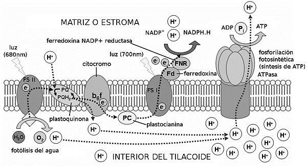 Ilustración 4: esquema rotulado de la fase dependiente de la luz en la fotosíntesis.