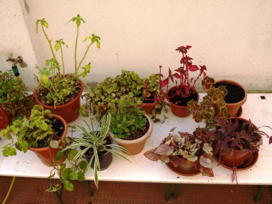 Ilustración 7: plantas sometidas a estudio al comienzo de la investigación.